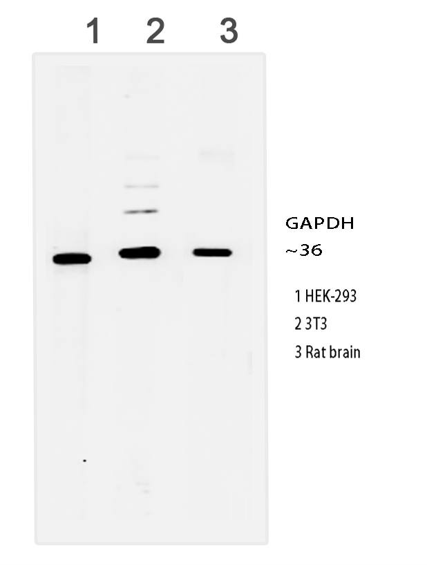 Gapdh Rabbit Mab Rj Nature Biosciences Kit Mab