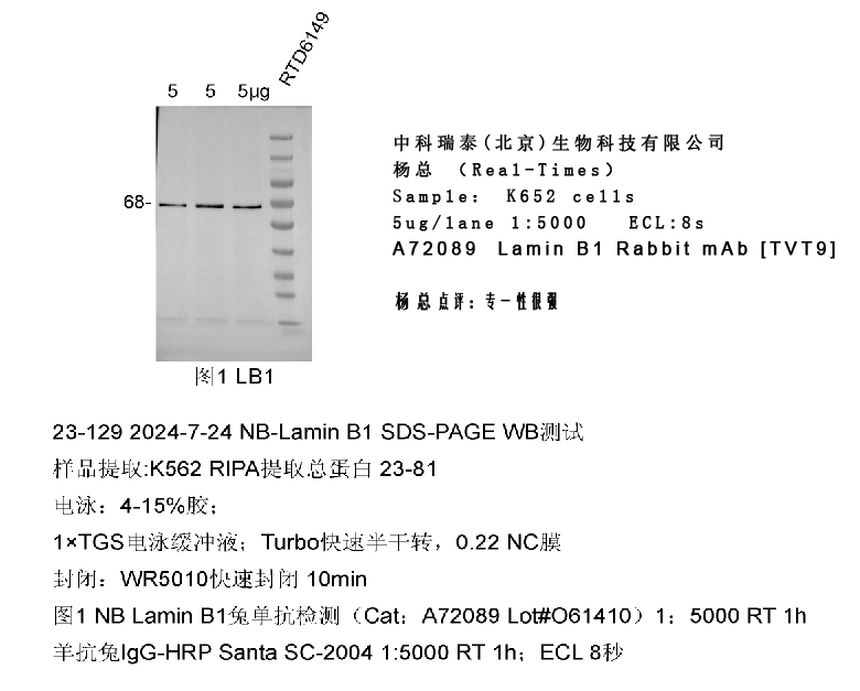 使用Nature Biosciences品牌抗体 Review  持续更新00002