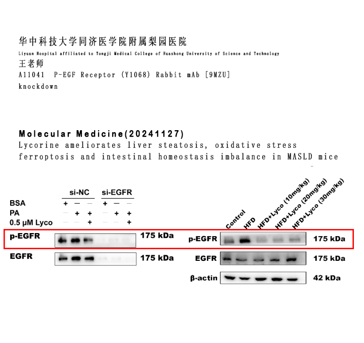 使用Nature Biosciences品牌抗体 Review  持续更新00002